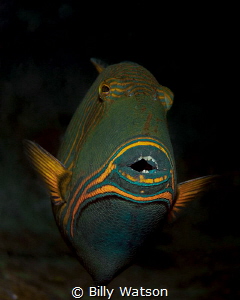 Orange-lined Triggerfish by Billy Watson 